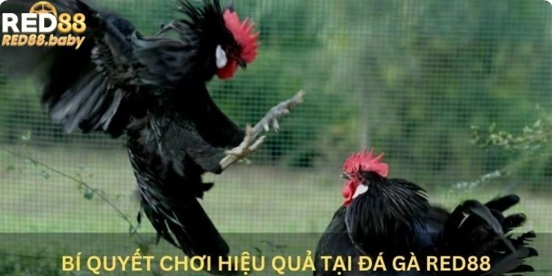 Bí quyết chơi hiệu quả tại đá gà Red88 Bí quyết chơi hiệu quả tại đá gà Red88