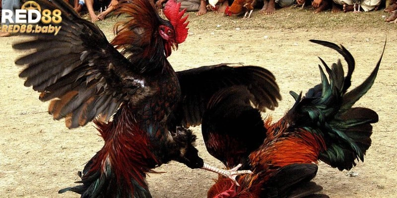 Những hình thức đá gà chọi có mặt tại RED88 Những hình thức đá gà chọi có mặt tại RED88