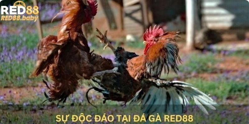 Sự độc đáo tại đá gà Red88 Sự độc đáo tại đá gà Red88