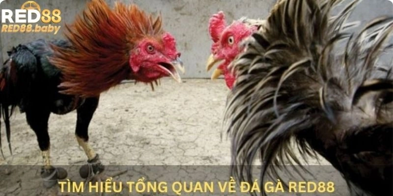 Tìm hiểu tổng quan về đá gà Red88 Tìm hiểu tổng quan về đá gà Red88